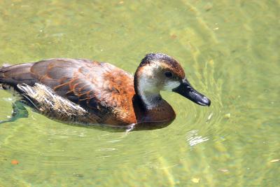 Swimming duck