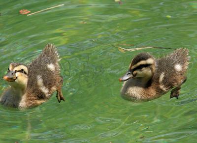 Little ducks