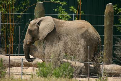 Lonely Elephant