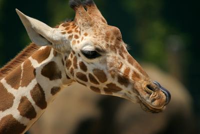 giraffe