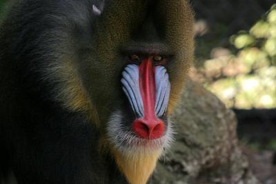 Mandrill