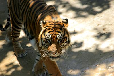Enshalla .. The Sumatran Tiger ..R.I.P.