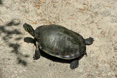 Turtle getting some sun