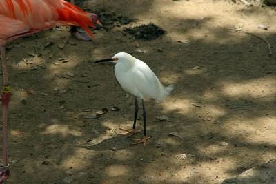 A white bird in with the pinks