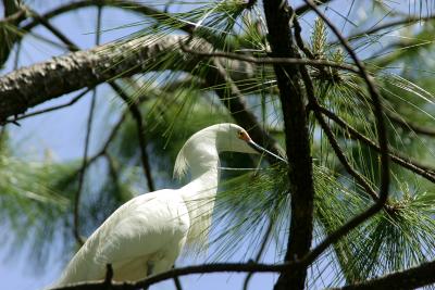 A bird in a tree is worth......