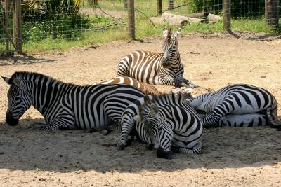Resting Zebras