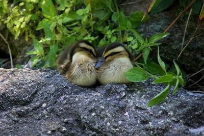 more little ducks