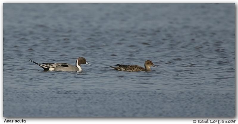 Canard pilet / Northern Pintail