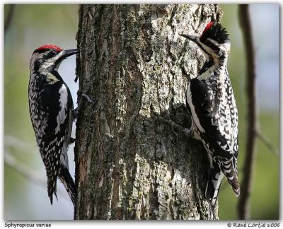 Pic macul / Yellow-Bellied Sapsucker