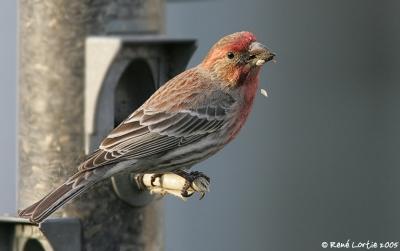 Roselin familier / House Finch