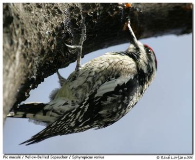 Pic macul / Yellow-Bellied Sapsucker