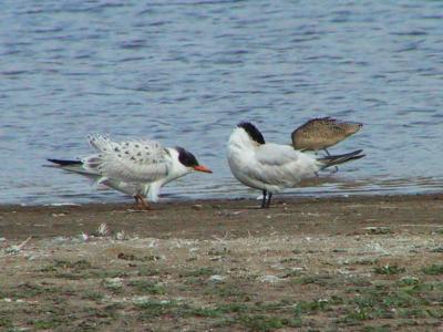 An adult and juvenile Caspian Tern