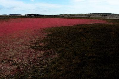 I love the color of these plants growing on the sand...