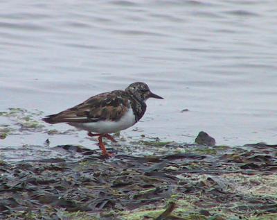 Ruddy Turnstone