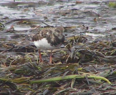 Ruddy Turnstone