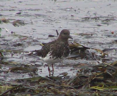 Black Turnstone