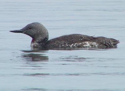 Red-throated Loon