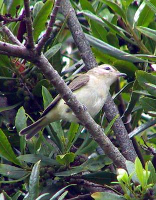 Warbling Vireo