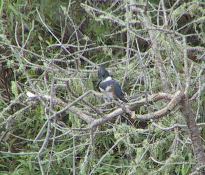 Belted Kingfisher