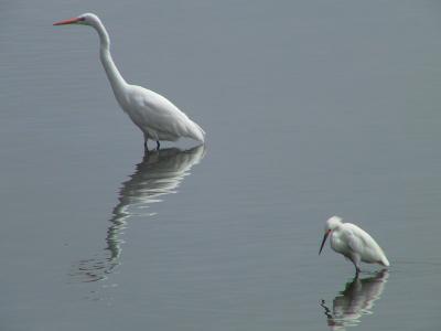 Egret size comparison