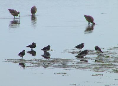 Black Turnstones