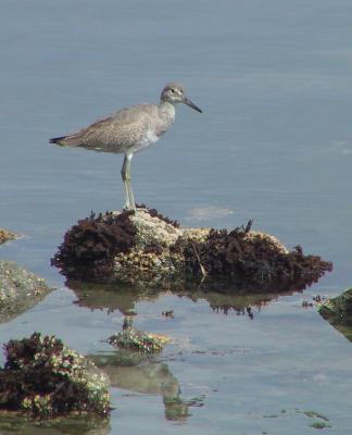 Willet