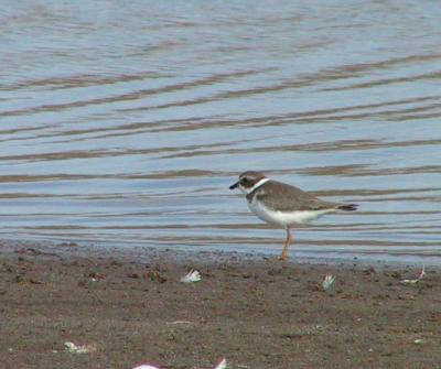 Semi-palmated Plover