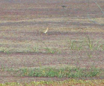 It was hard to get close but we had great views through the scope