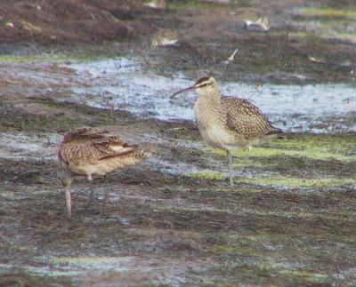 Whimbrel