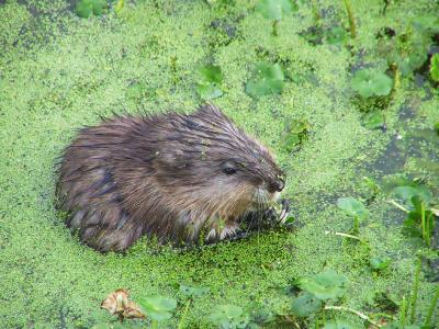 Muskrat