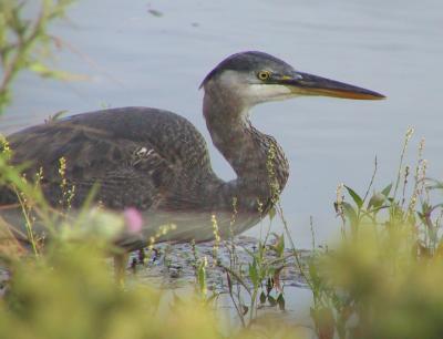 Great Blue Heron