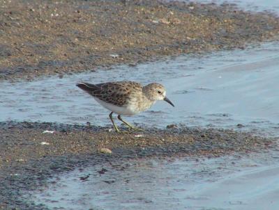 Least Sandpiper