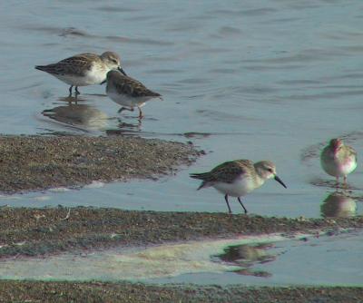 Western and Least Sandpipers