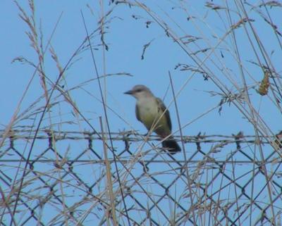 Western Kingbird at Andrew Molera. We suspected a Tropical Kingbird given the time of year and location but it was not to be