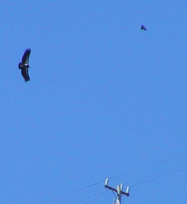 We saw at least seven Condors in view at one time. There are ten in the Ventana group.