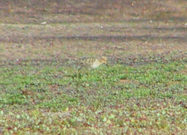 This was a close as I could get before it flew off.