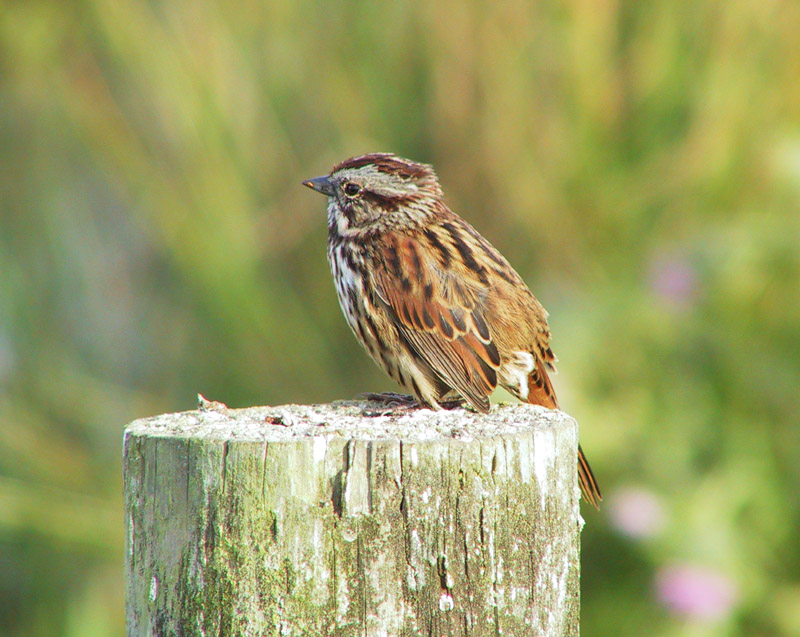 Song Sparrow (with good bokeh)