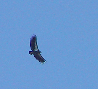 The condors were a bit too far away for good pictures but we had good views through the scopes.