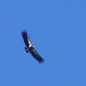 28-Sep-02: Big Sur Condors