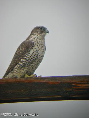 u16/rockawaybirder/medium/39035115.PeregrineFalconDSCN3479.jpg