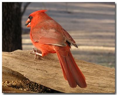 Cardinal In Red.jpg