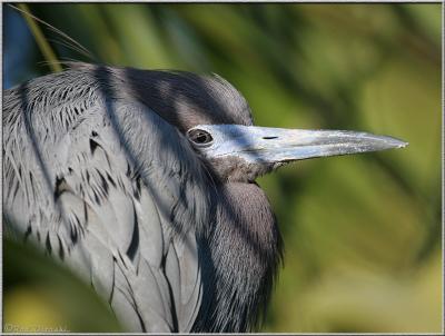 Little Blue Heron