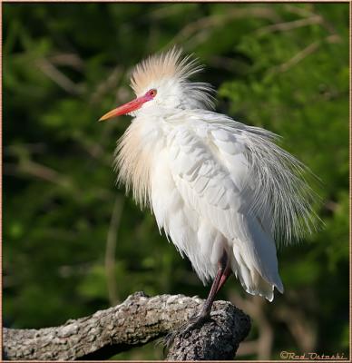 Cattle Egret