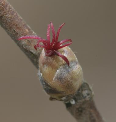 Beaked  hazelnut  Corylus cornuta (female)  Betulaceae