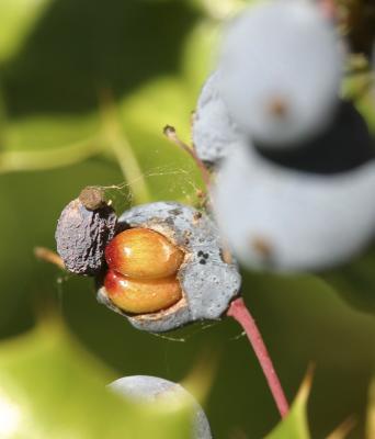 Tall oregon grape (Berberis aquifolium) seeds