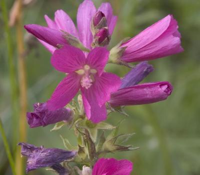 Rosy checker-mallow  Sidalcea malviflora ssp. virgata  Malvaceae