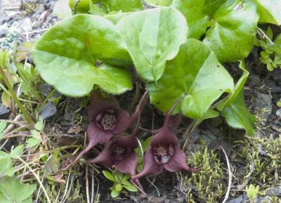 wild ginger  Asarum caudatum   	Aristolochiaceae