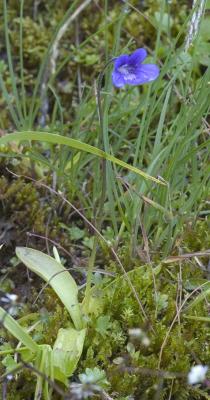 Common butterwort  Pinguicula vulgaris   	Lentibulariaceae