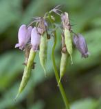 Bleeding heart	Dicentra formosa	Fumariaceae