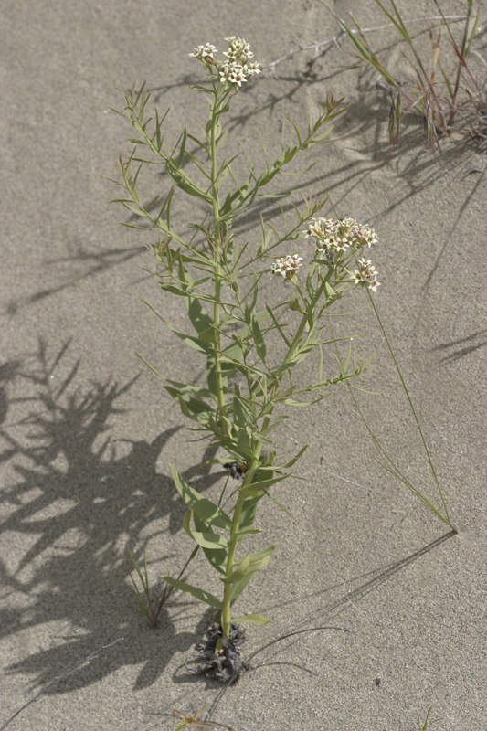 bastard toadflax  Comandra umbellata   	Santalaceae